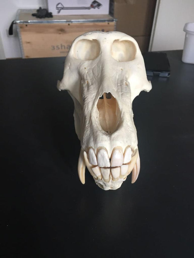 Schädel eines Tieres liegt auf Tisch