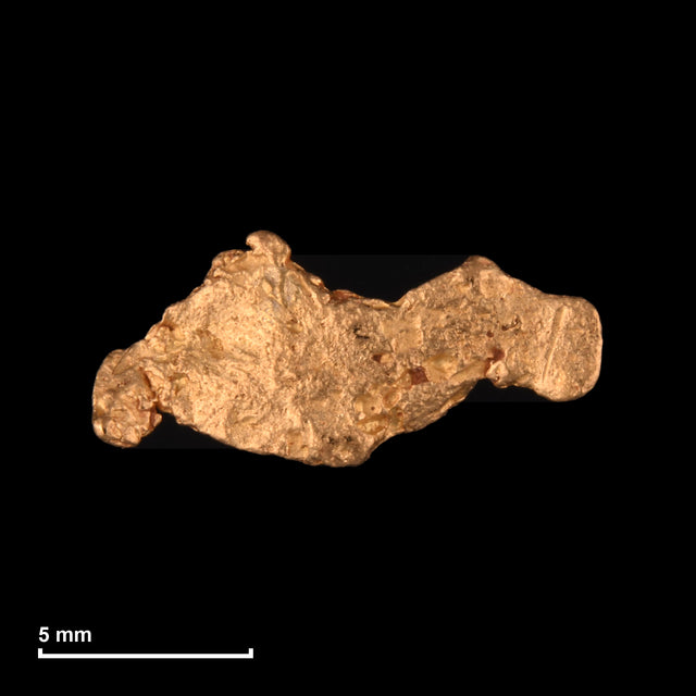Goldnugget Nr. 26-0126 mit Maßstab: 11,9 × 5,5 mm bei 0,47 g