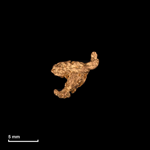 Goldnugget Nr. 26-0041 mit Maßstab: 7,8 × 7,6 mm bei 0,51 g