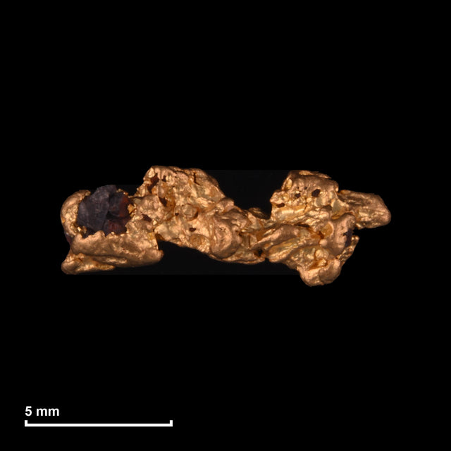 Goldnugget Nr. 26-0182 mit Maßstab: 11,2 × 4,1 mm bei 0,55 g