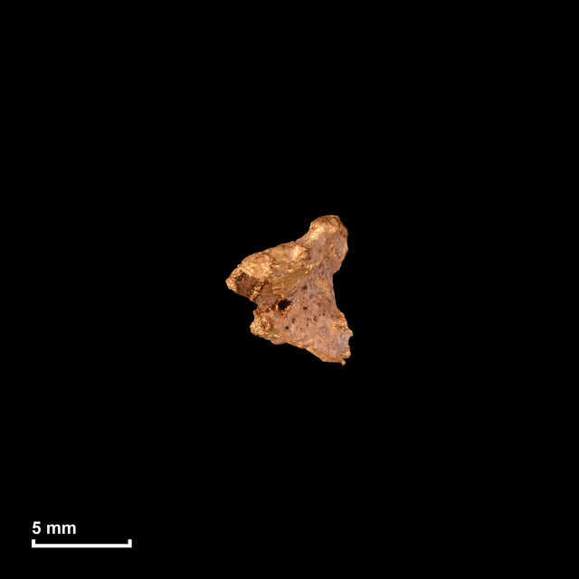 Goldnugget Nr. 26-0324 in tatsächlicher Größe – alle Nuggets im gleichen Maßstab aufgenommen