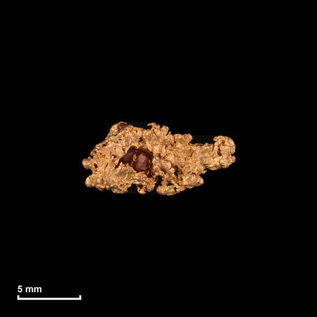 Goldnugget Nr. 26-0120 mit Maßstab: 12,0 × 5,8 mm bei 0,68 g
