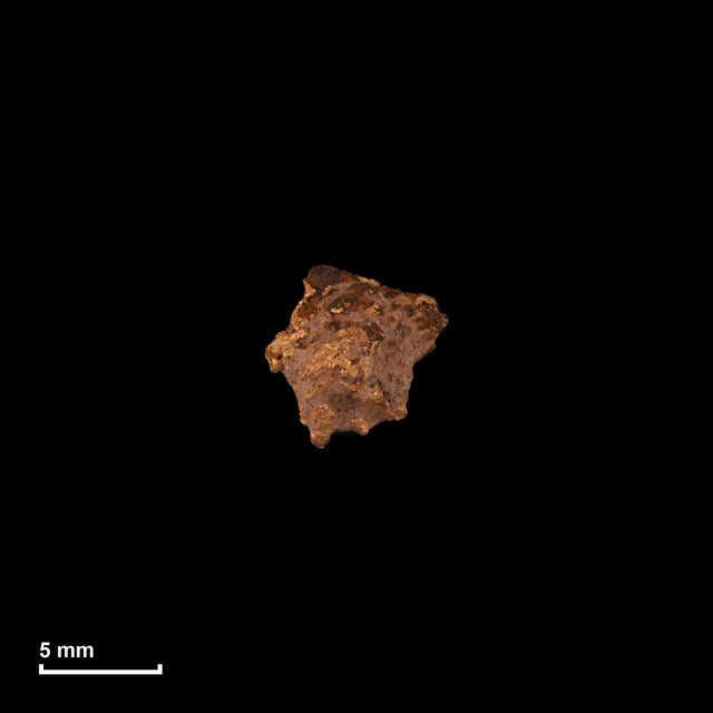 Goldnugget Nr. 26-0300 in tatsächlicher Größe – alle Nuggets im gleichen Maßstab aufgenommen