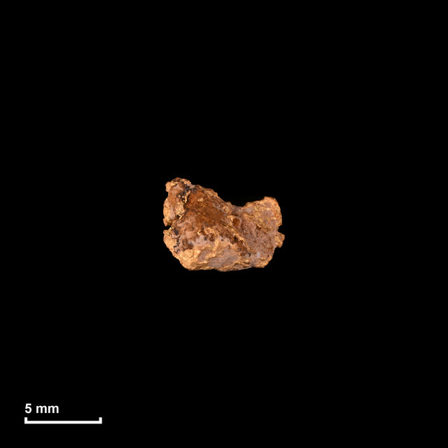 Goldnugget Nr. 26-0316 in tatsächlicher Größe – alle Nuggets im gleichen Maßstab aufgenommen