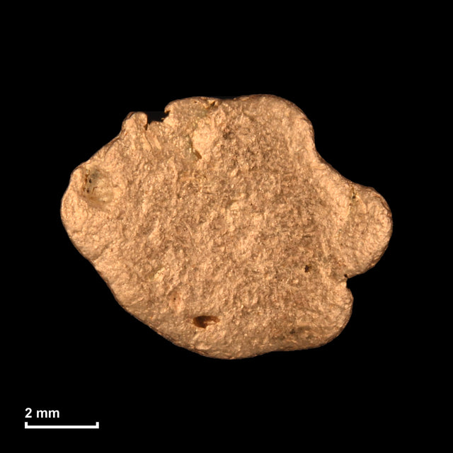 Goldnugget Nr. 26-0128 mit Maßstab: 9,0 × 7,2 mm bei 0,84 g