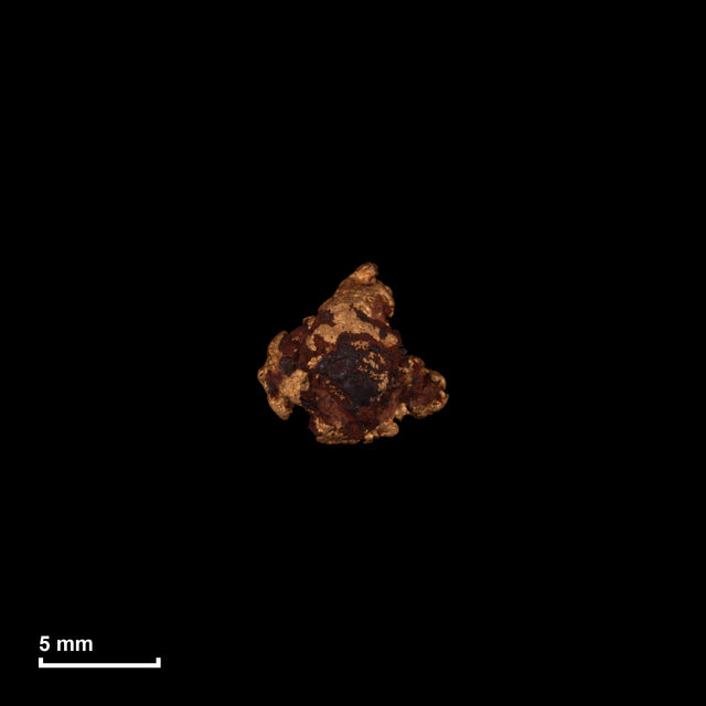 Goldnugget Nr. 26-0225 in tatsächlicher Größe – alle Nuggets im gleichen Maßstab aufgenommen