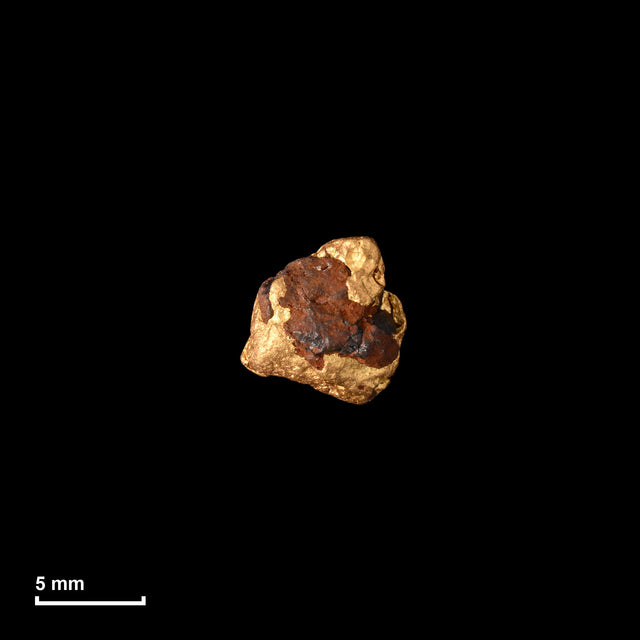 Goldnugget Nr. 26-0336 in tatsächlicher Größe – alle Nuggets im gleichen Maßstab aufgenommen