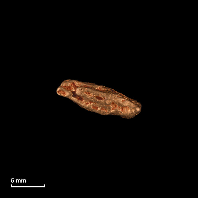 Goldnugget Nr. 26-0260 in tatsächlicher Größe – alle Nuggets im gleichen Maßstab aufgenommen