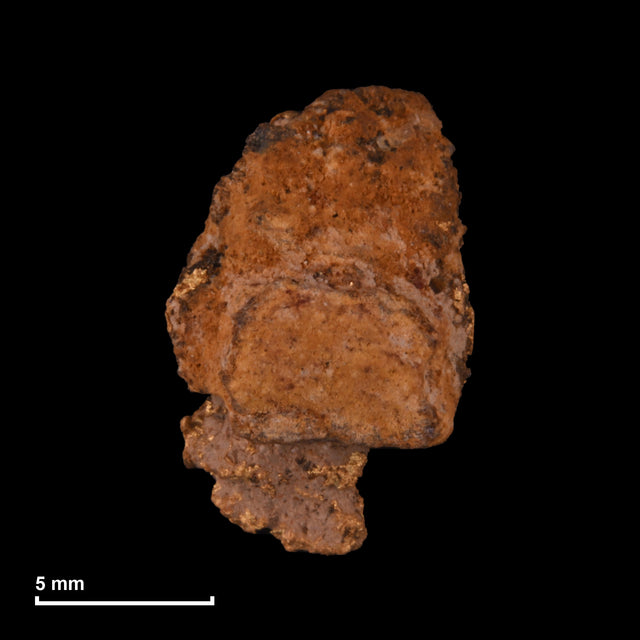 Goldnugget Nr. 26-0297 mit Maßstab: 13,1 × 8,7 mm bei 1,29 g