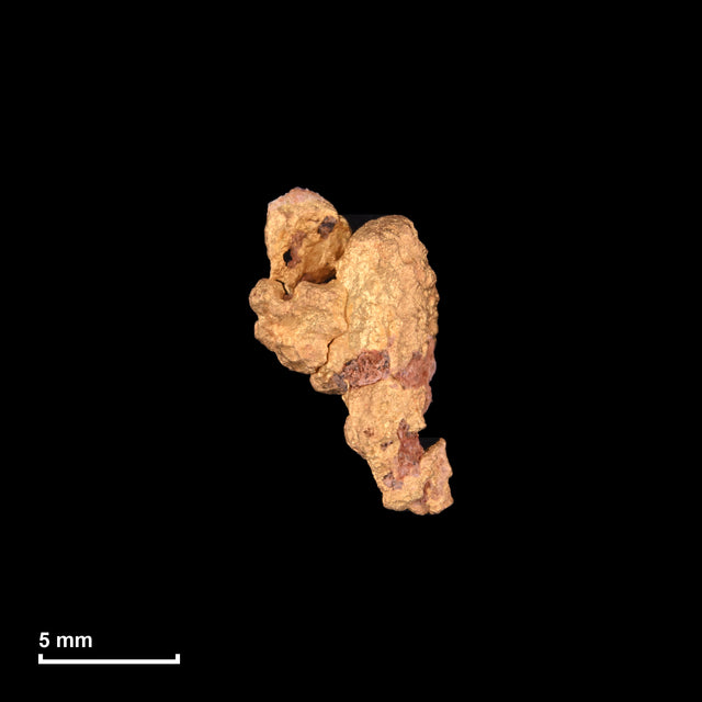 Goldnugget Nr. 26-0003 mit Maßstab: 11,4 × 7,2 mm bei 1,40 g