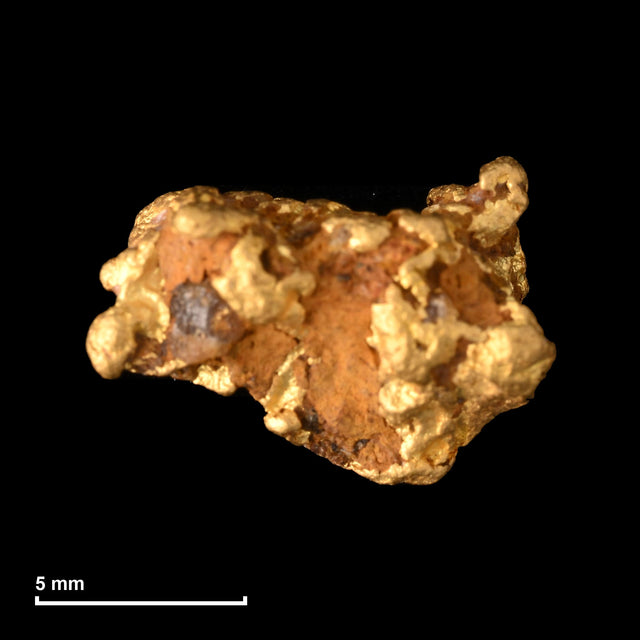 Goldnugget Nr. 26-0339 mit Maßstab: 11,1 × 7,8 mm bei 1,57 g