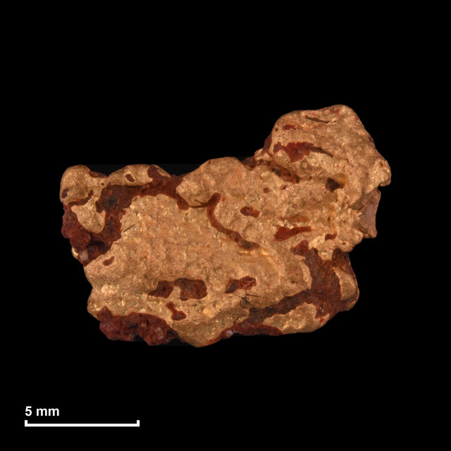 Goldnugget Nr. 26-0271 mit Maßstab: 14,5 × 10,6 mm bei 2,66 g