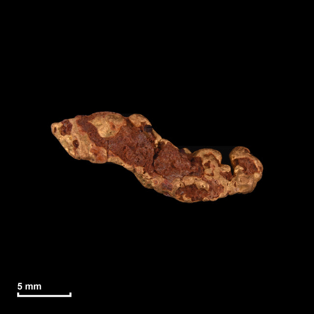 Goldnugget Nr. 26-0277 in tatsächlicher Größe – alle Nuggets im gleichen Maßstab aufgenommen