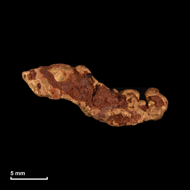 Goldnugget Nr. 26-0277 mit Maßstab: 19,6 × 8,5 mm bei 3,12 g