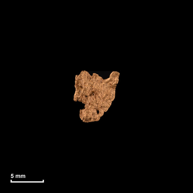 Goldnugget Nr. 26-0215 in tatsächlicher Größe – alle Nuggets im gleichen Maßstab aufgenommen