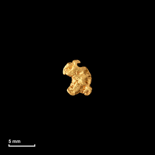 Goldnugget Nr. 26-0343 in tatsächlicher Größe – alle Nuggets im gleichen Maßstab aufgenommen