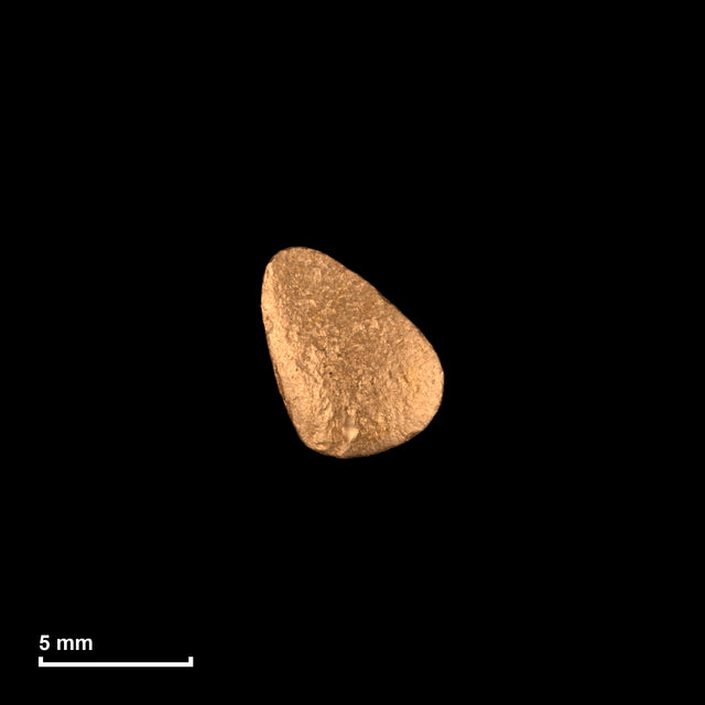 Goldnugget Nr. 26-0061 mit Maßstab: 6,8 × 5,9 mm bei 0,44 g