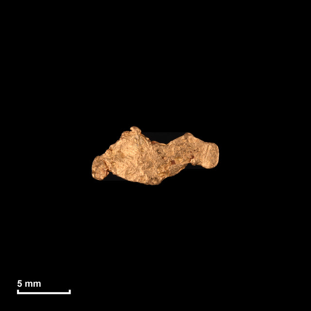Goldnugget Nr. 26-0126 in tatsächlicher Größe – alle Nuggets im gleichen Maßstab aufgenommen