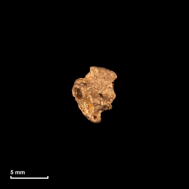 Goldnugget Nr. 26-0040 mit Maßstab: 7,5 × 5,9 mm bei 0,52 g