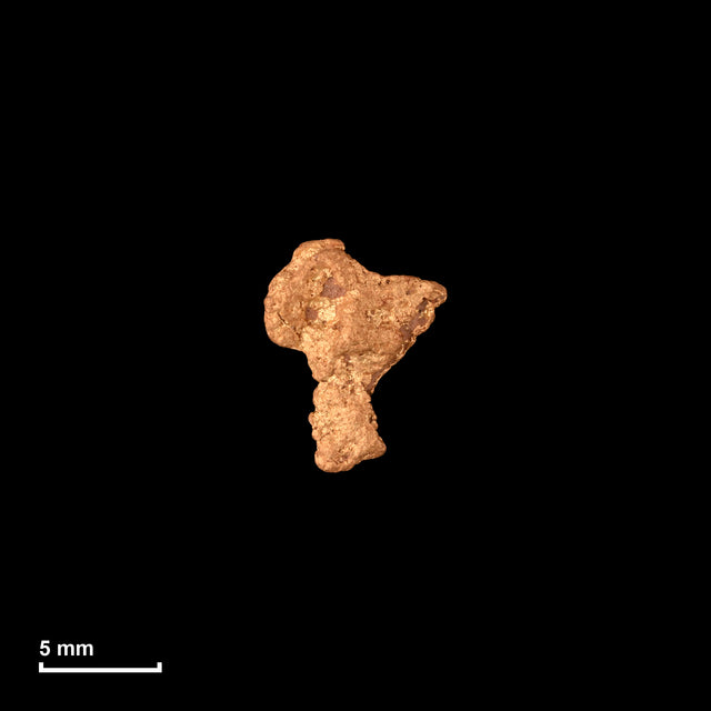 Goldnugget Nr. 26-0312 in tatsächlicher Größe – alle Nuggets im gleichen Maßstab aufgenommen
