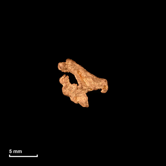 Goldnugget Nr. 26-0331 in tatsächlicher Größe – alle Nuggets im gleichen Maßstab aufgenommen