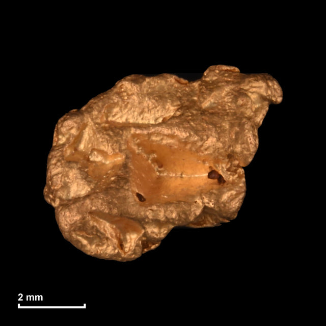 Goldnugget Nr. 26-0153 mit Maßstab: 7,1 × 5,8 mm bei 0,58 g