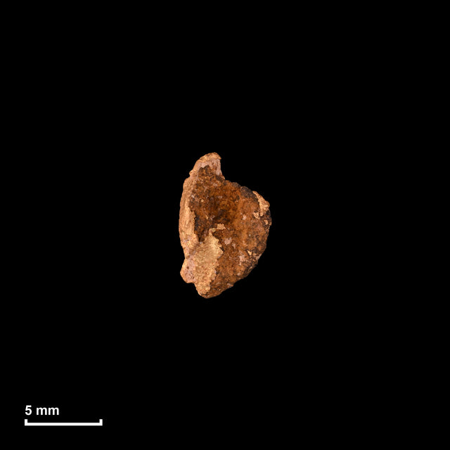 Goldnugget Nr. 26-0313 in tatsächlicher Größe – alle Nuggets im gleichen Maßstab aufgenommen
