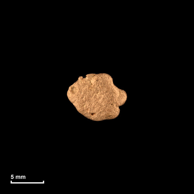 Goldnugget Nr. 26-0128 in tatsächlicher Größe – alle Nuggets im gleichen Maßstab aufgenommen