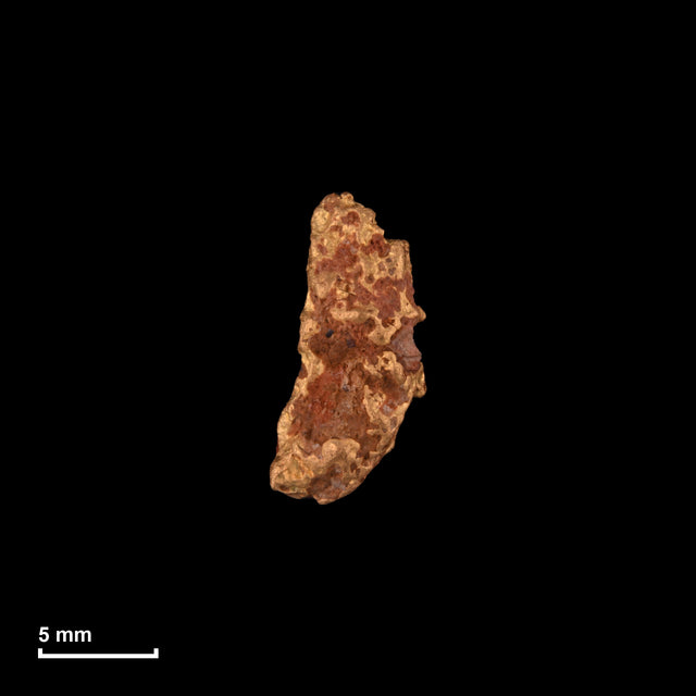Goldnugget Nr. 26-0264 in tatsächlicher Größe – alle Nuggets im gleichen Maßstab aufgenommen