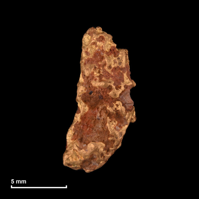 Goldnugget Nr. 26-0264 mit Maßstab: 13,1 × 6,6 mm bei 1,12 g