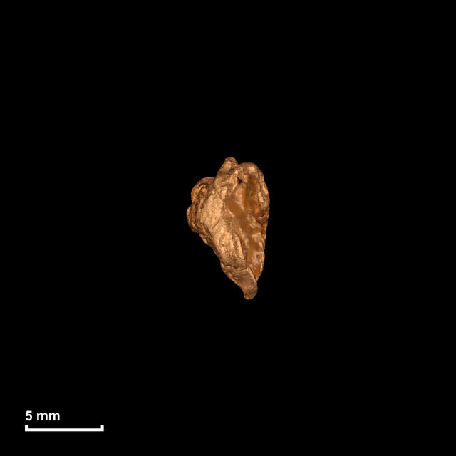 Goldnugget Nr. 26-0237 in tatsächlicher Größe – alle Nuggets im gleichen Maßstab aufgenommen