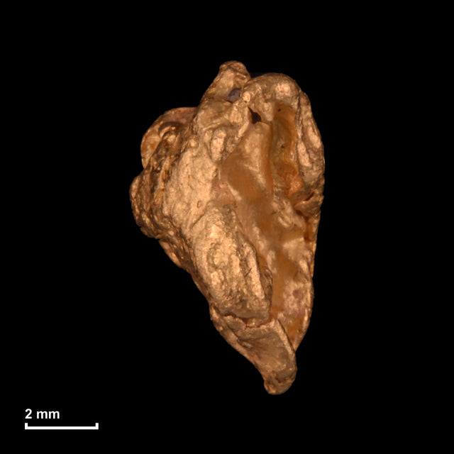 Goldnugget Nr. 26-0237 mit Maßstab: 9,1 × 5,3 mm bei 1,27 g