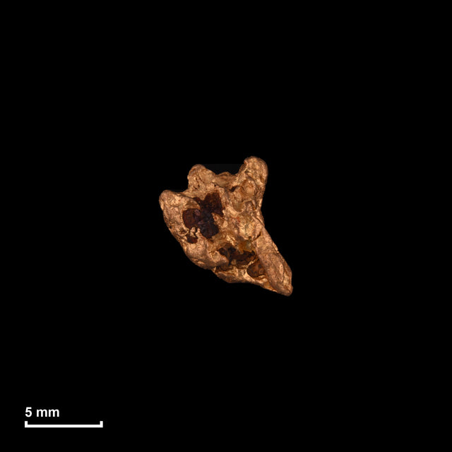 Goldnugget Nr. 26-0152 in tatsächlicher Größe – alle Nuggets im gleichen Maßstab aufgenommen
