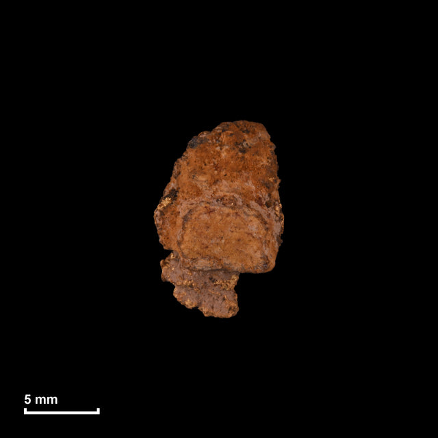 Goldnugget Nr. 26-0297 in tatsächlicher Größe – alle Nuggets im gleichen Maßstab aufgenommen