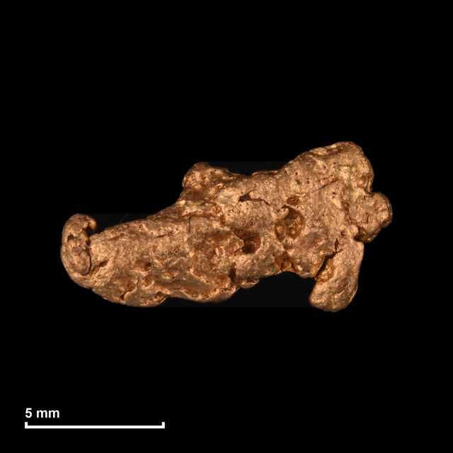 Goldnugget Nr. 26-0199 mit Maßstab: 11,9 × 6,1 mm bei 1,30 g