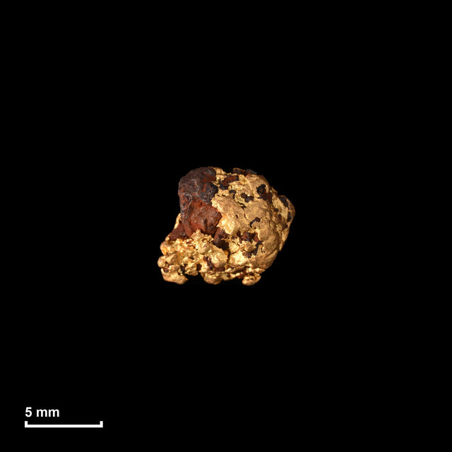 Goldnugget Nr. 26-0337 in tatsächlicher Größe – alle Nuggets im gleichen Maßstab aufgenommen