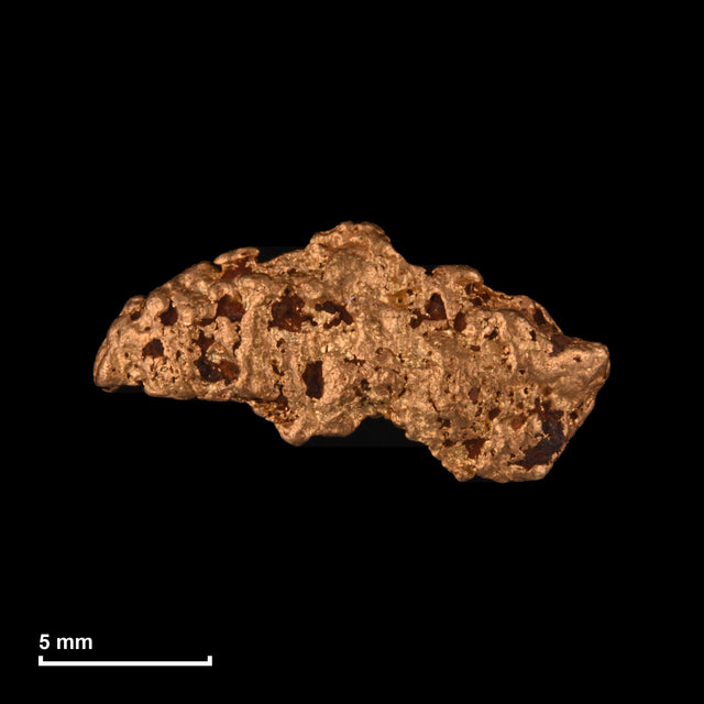 Goldnugget Nr. 26-0245 mit Maßstab: 14,9 × 7,6 mm bei 1,43 g