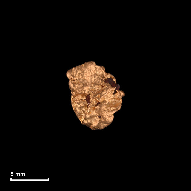 Goldnugget Nr. 26-0109 mit Maßstab: 8,7 × 7,5 mm bei 1,56 g