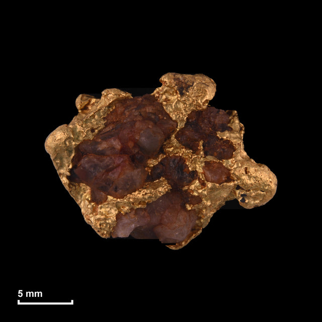 Goldnugget Nr. 26-0266 in tatsächlicher Größe – alle Nuggets im gleichen Maßstab aufgenommen