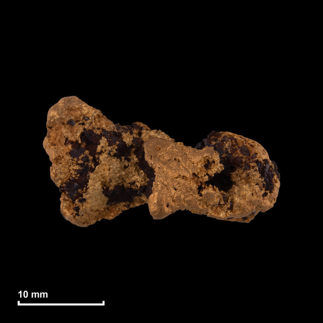 Goldnugget Nr. 26-0234 mit Maßstab: 27,3 × 15,1 mm bei 15,90 g