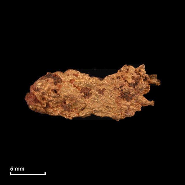 Goldnugget Nr. 26-0233 mit Maßstab: 19,1 × 8,0 mm bei 3,00 g